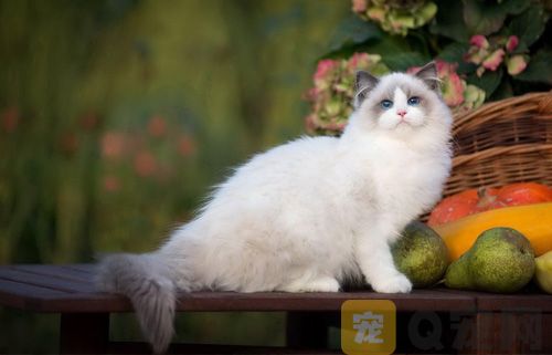 怎么清洗长毛猫的尾巴？